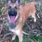 Laika posando.